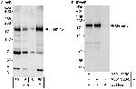 Gemin5 Polyclonal Antibody