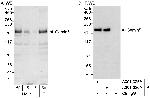 Gemin5 Polyclonal Antibody