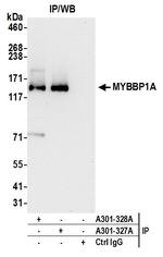 MYBBP1A Antibody in Immunoprecipitation (IP)