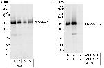 MYBBP1A Polyclonal Antibody