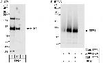 Rtf1 Antibody in Western Blot (WB)