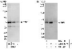 DEK Antibody in Western Blot (WB)