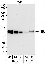 NIBL Polyclonal Antibody
