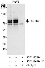 Rad18 Antibody in Immunoprecipitation (IP)