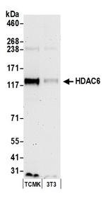 HDAC6 Polyclonal Antibody
