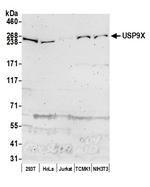 USP9X Polyclonal Antibody