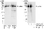 USP9X Polyclonal Antibody