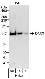 DAXX Antibody in Western Blot (WB)