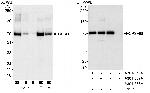 CPSF68 Polyclonal Antibody