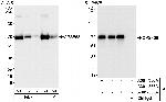 CPSF68 Antibody in Western Blot (WB)