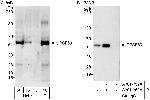 CPSF59 Polyclonal Antibody