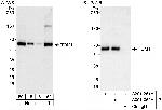 TOM1 Antibody in Western Blot (WB)