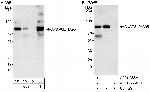 AKAP8L/HA95 Polyclonal Antibody