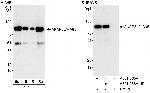 AKAP8L/HA95 Antibody in Western Blot (WB)