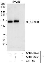 ANKIB1 Polyclonal Antibody