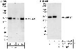 ANKIB1 Polyclonal Antibody