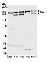 CAD Antibody in Western Blot (WB)