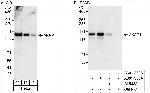 AKAP1 Antibody in Western Blot (WB)