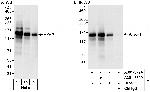 AKAP1 Antibody in Western Blot (WB)