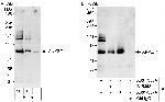 ANKZF1 Polyclonal Antibody
