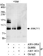 ANKZF1 Polyclonal Antibody