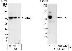 ANKS3 Antibody in Western Blot (WB)