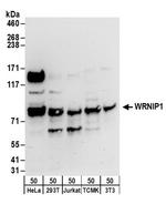 WRNIP1 Antibody in Western Blot (WB)