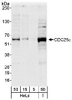 CDC25c Antibody in Western Blot (WB)