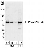 RPA43/TWISTNB Polyclonal Antibody