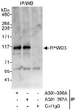 RFWD3 Polyclonal Antibody
