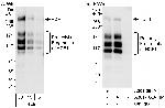 HCF1 Polyclonal Antibody