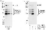 HCF1 Polyclonal Antibody