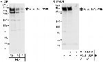 AKAP12/Gravin Polyclonal Antibody