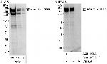 AKAP12/Gravin Polyclonal Antibody