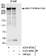 AKAP13/AKAP-Lbc Polyclonal Antibody