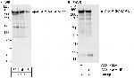 AKAP13/AKAP-Lbc Polyclonal Antibody