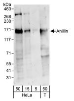 Anillin Antibody in Western Blot (WB)