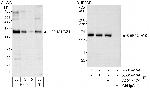 CEP131/AZ1 Antibody in Western Blot (WB)