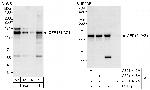 CEP131/AZ1 Antibody in Western Blot (WB)