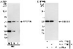 CCDC16 Antibody in Western Blot (WB)