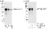EPB41L2/4.1G Polyclonal Antibody