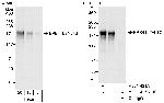EPB41L2/4.1G Polyclonal Antibody