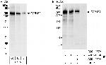 TAB182 Polyclonal Antibody