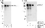 TAB182 Polyclonal Antibody