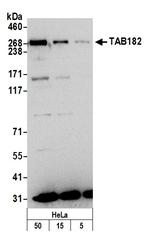 TAB182 Polyclonal Antibody