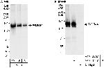 WDR44 Antibody in Western Blot (WB)