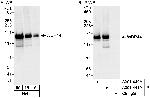 WDR44 Polyclonal Antibody
