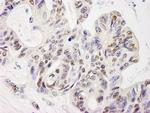 ELF1 Antibody in Immunohistochemistry (Paraffin) (IHC (P))