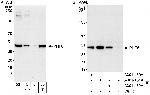 PHF6 Antibody in Western Blot (WB)
