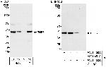 PHF6 Antibody in Western Blot (WB)